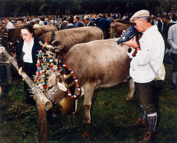 driving of the cattle down from the mountain pastures in autumn 