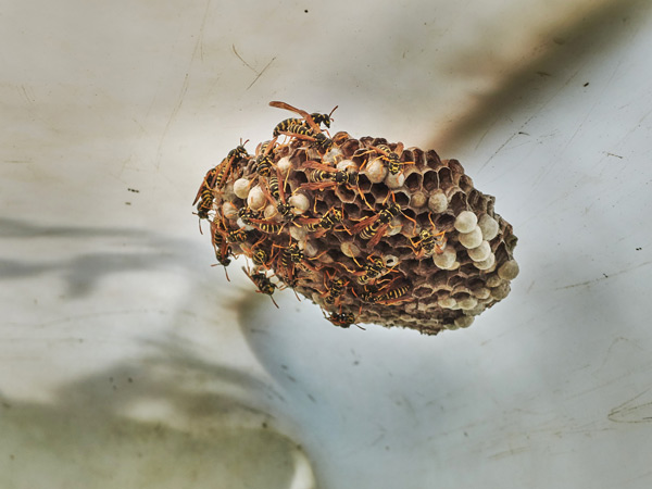 ein feldwespen nest an der decke unserer "gartenhütte"