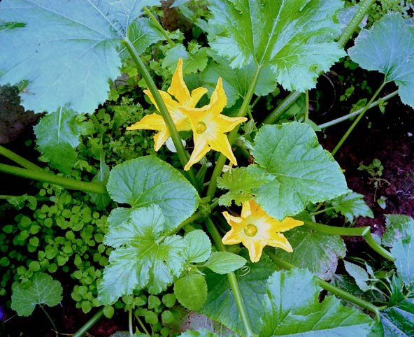 gelb leuchtende succini blüten // yellow bright succini flowers