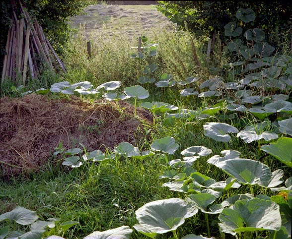  kürbis pflanzen erobern das feld // pumpkin plants conquer the field 