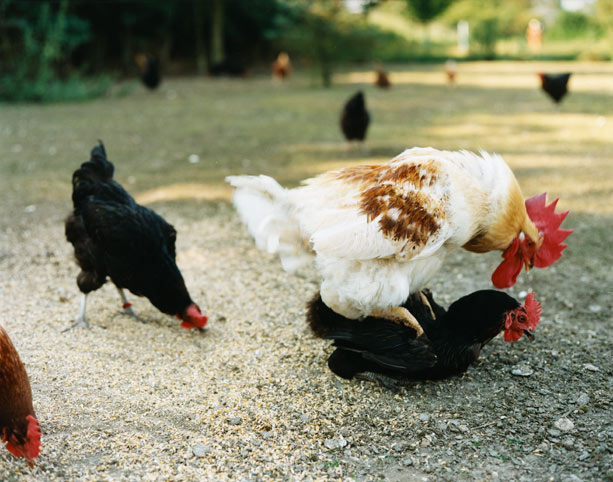 hühnerliebe · chicken at love